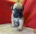Bullmastiff