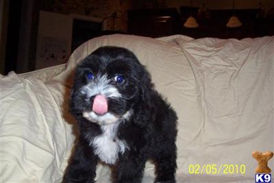 Cockapoos Puppies for Sale