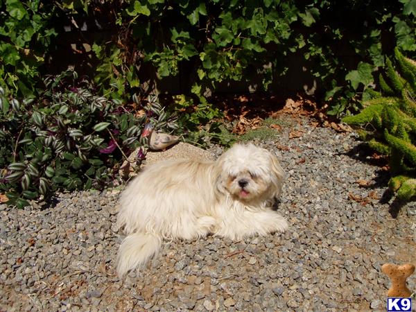 Stud Dogs - Lhasa Apso
