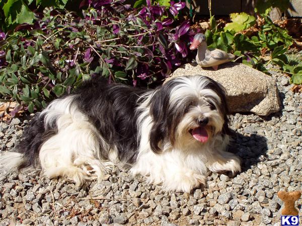 Stud Dogs - Lhasa Apso