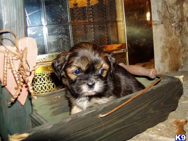 Lhasa Apso puppy for sale