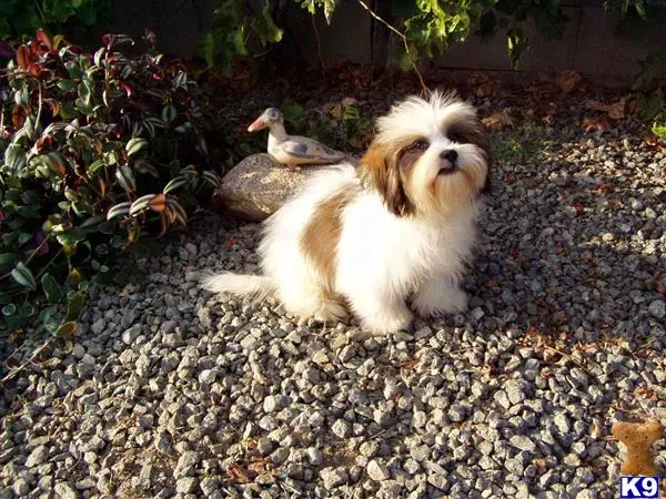 Lhasa Apso puppy for sale