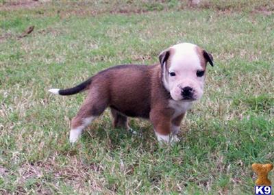 American Bulldog Puppies in FL