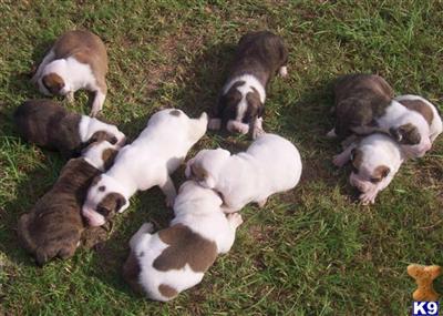 American Bulldog Puppies in FL