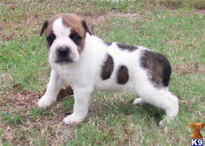 American Bulldog Puppies in FL