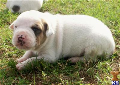 American Bulldog Puppies in FL