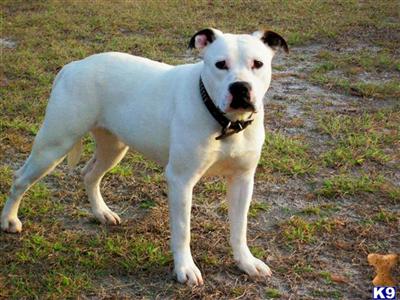 Puppies in FL
