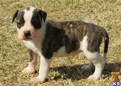 Puppies in FL