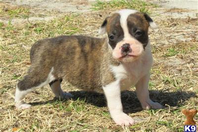 Puppies in FL