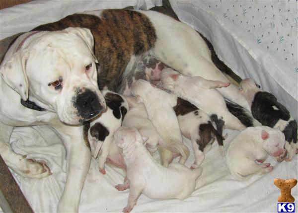 American Bulldog Puppies in FL