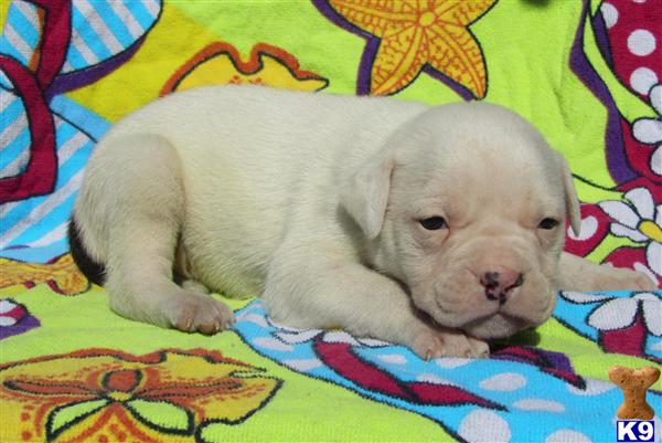 American Bulldog Puppies in FL