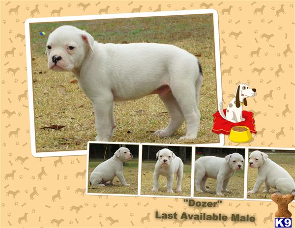 American Bulldog Puppies