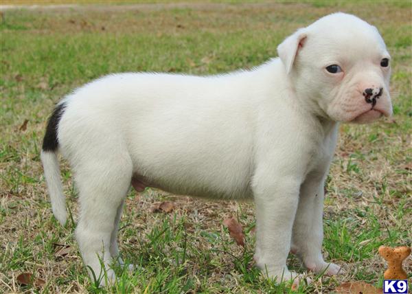 American Bulldog Puppies