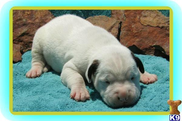 Puppies in Lee