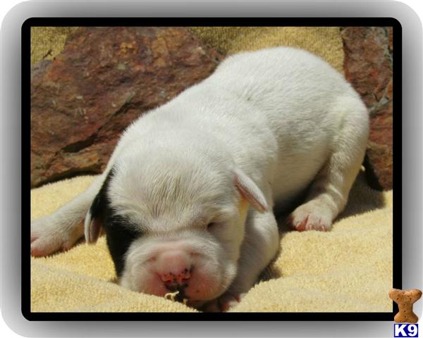 Puppies in Lee