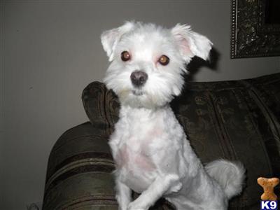 Stud Dogs - Maltese