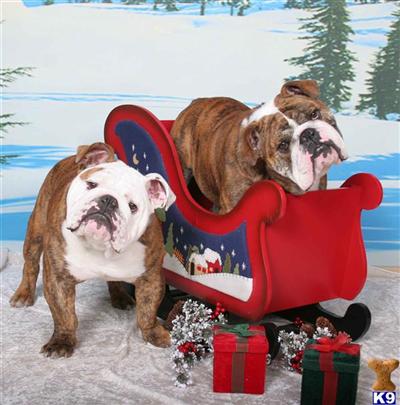 Stud Dogs - English Bulldog