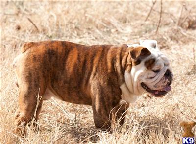 Stud Dogs - English Bulldog