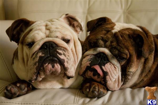 Dogs for Sale