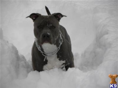 Stud Dogs in NY