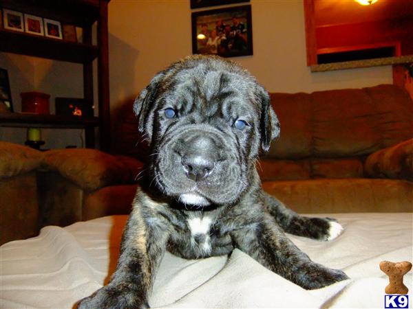 Old English Bulldog Puppies