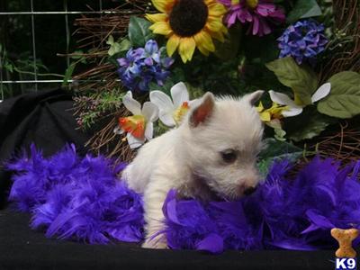 West Highland White Terrier Puppies for Sale