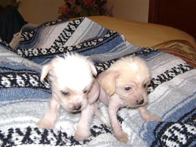Chinese Crested Puppies for Sale