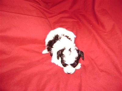 Puppies in GA