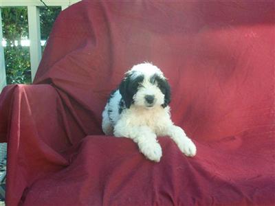 Dogs for Sale in GA