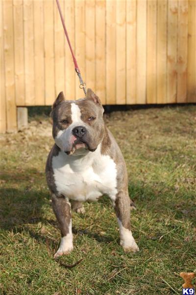 american bully puppies for sale in ohio if you are looking for blue pitbulls as well as blue nose pits blue nose puppies for american bully puppies for sale in ohio if you are looking for blue pitbulls as well as blue nose pits blue nose puppies for