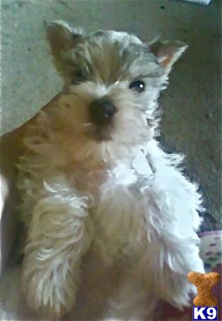 Miniature Schnauzer Puppies