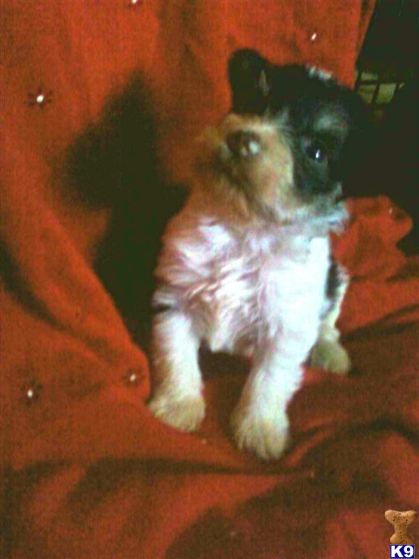 Miniature Schnauzer Puppies
