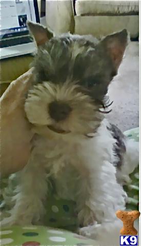 Miniature Schnauzer Puppies
