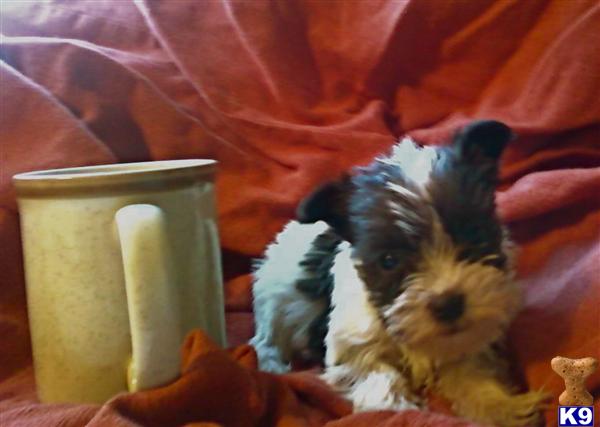 Miniature Schnauzer Puppies