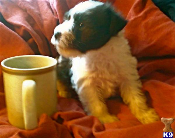 Miniature Schnauzer Puppies