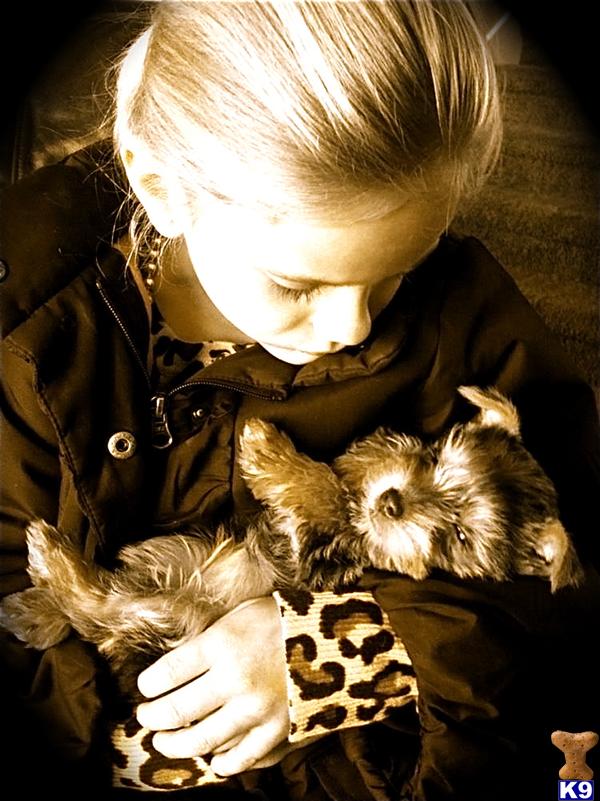 Miniature Schnauzer Puppies