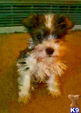 Miniature Schnauzer Puppies