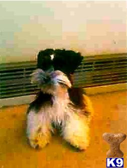 Stud Dogs - Miniature Schnauzer