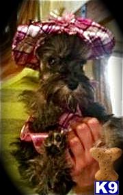 Miniature Schnauzer Puppies