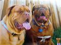 Dogue De Bordeaux