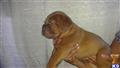 Dogue De Bordeaux