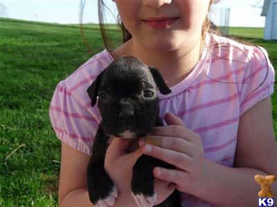 Puppies in Millersburg