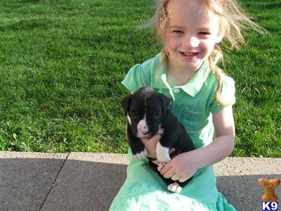 Puppies in Millersburg