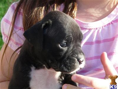 Puppies in Millersburg