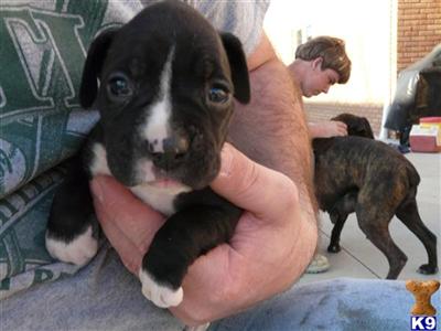 Puppies in Millersburg