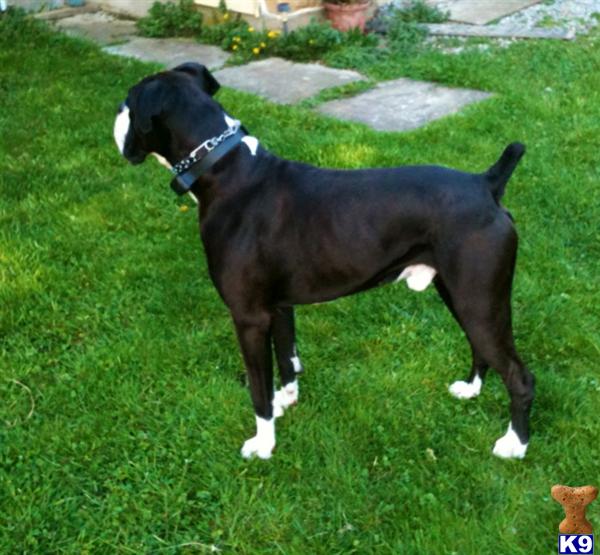 Stud Dogs - Boxer