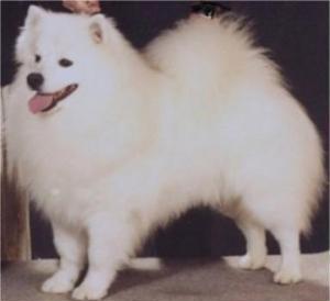 Stud Dogs - American Eskimo Dog