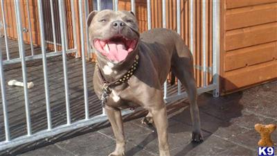 Stud Dogs - Staffordshire Bull Terrier
