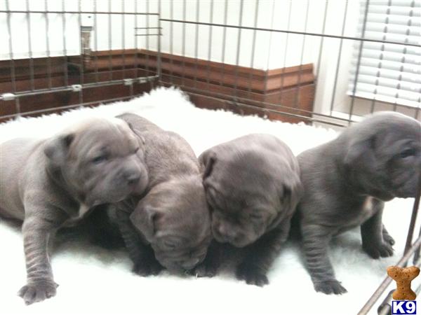 Staffordshire Bull Terrier Puppies