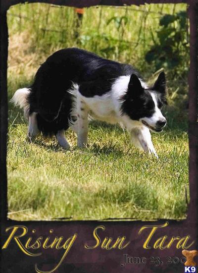 Border Collie Puppies